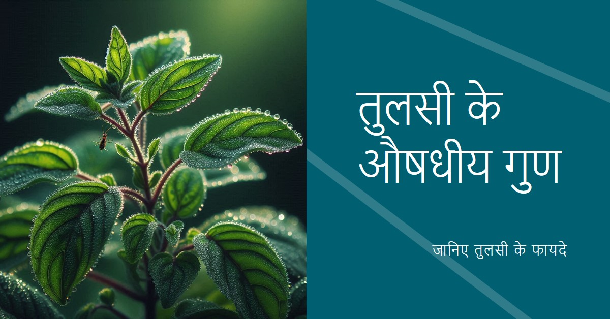 🔹तुलसी के औषधीय गुण 🔹